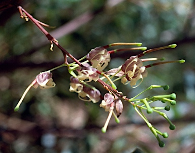 APII jpeg image of Grevillea shiressii  © contact APII