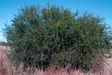 APII jpeg image of Vachellia farnesiana  © contact APII