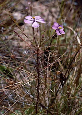 APII jpeg image of Byblis liniflora  © contact APII