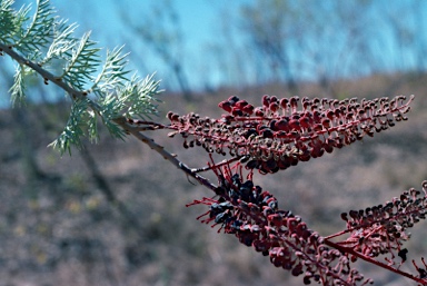 APII jpeg image of Grevillea benthamiana  © contact APII