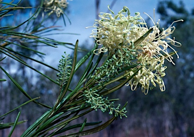 APII jpeg image of Grevillea mcgillivrayi  © contact APII