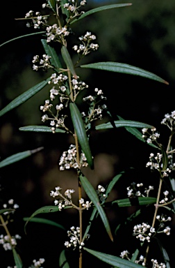 APII jpeg image of Logania albiflora  © contact APII