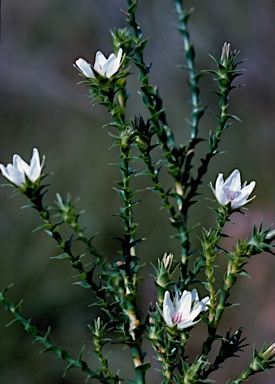 APII jpeg image of Sprengelia sprengelioides  © contact APII