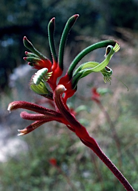 APII jpeg image of Anigozanthos manglesii  © contact APII