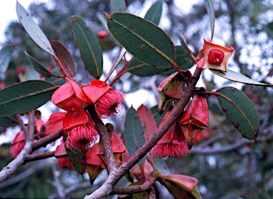 APII jpeg image of Eucalyptus tetraptera  © contact APII