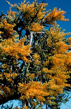 APII jpeg image of Nuytsia floribunda  © contact APII