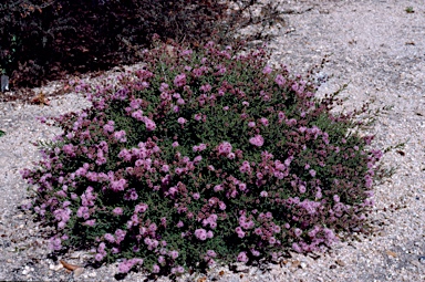 APII jpeg image of Kunzea parvifolia  © contact APII