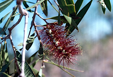 APII jpeg image of Melaleuca nervosa  © contact APII