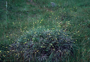 APII jpeg image of Synaphea pinnata  © contact APII