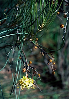 APII jpeg image of Grevillea gordoniana  © contact APII