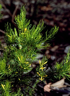 APII jpeg image of Persoonia tenuifolia  © contact APII