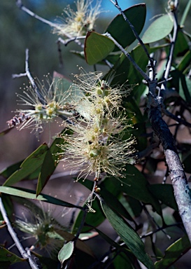 APII jpeg image of Melaleuca nervosa  © contact APII