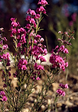 APII jpeg image of Mirbelia speciosa  © contact APII