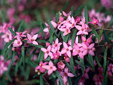 APII jpeg image of Boronia chartacea  © contact APII