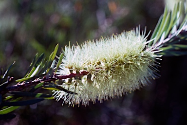 APII jpeg image of Callistemon pachyphyllus  © contact APII