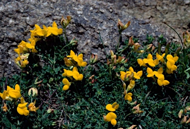 APII jpeg image of Lotus corniculatus  © contact APII