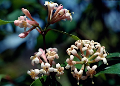 APII jpeg image of Phaleria chermsideana  © contact APII