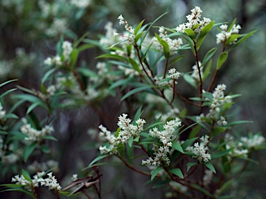 APII jpeg image of Leucopogon affinis  © contact APII