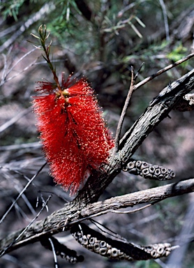 APII jpeg image of Melaleuca lateritia  © contact APII