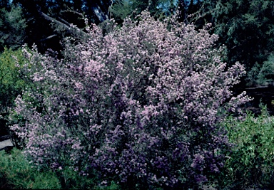 APII jpeg image of Melaleuca pentagona  © contact APII