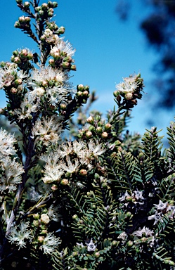 APII jpeg image of Melaleuca cuticularis  © contact APII