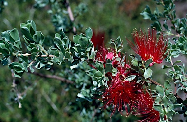 APII jpeg image of Kunzea pulchella  © contact APII