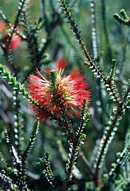 APII jpeg image of Beaufortia orbifolia  © contact APII