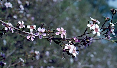 APII jpeg image of Pericalymma ellipticum var. ellipticum  © contact APII