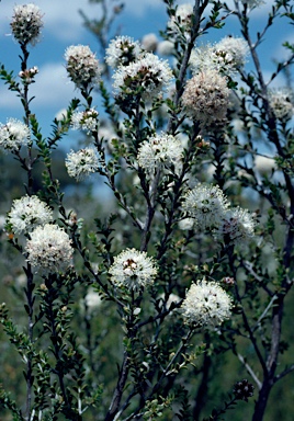 APII jpeg image of Kunzea micrantha  © contact APII