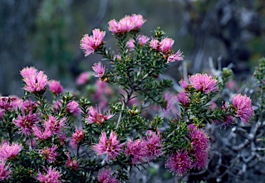 APII jpeg image of Melaleuca seriata  © contact APII