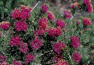 APII jpeg image of Melaleuca trichophylla  © contact APII