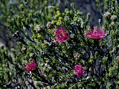 APII jpeg image of Melaleuca psammophila  © contact APII