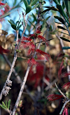 APII jpeg image of Calothamnus quadrifidus subsp. homalophyllus  © contact APII