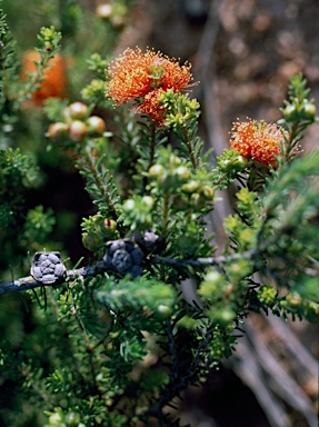 APII jpeg image of Eremaea ebracteata var. ebracteata  © contact APII