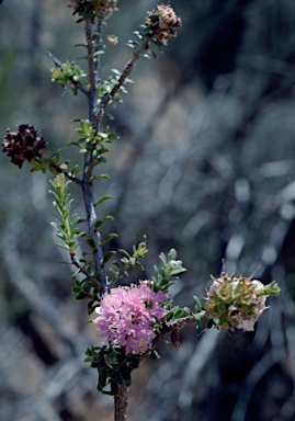 APII jpeg image of Kunzea praestans  © contact APII