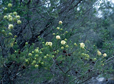 APII jpeg image of Kunzea glabrescens  © contact APII