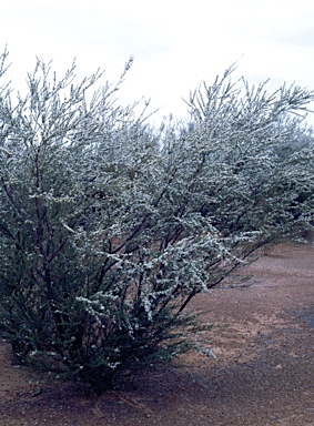 APII jpeg image of Leptospermum  © contact APII