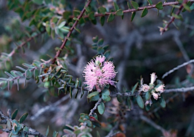 APII jpeg image of Melaleuca spicigera  © contact APII