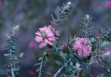 APII jpeg image of Melaleuca spicigera  © contact APII