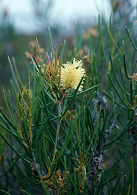 APII jpeg image of Melaleuca pungens  © contact APII