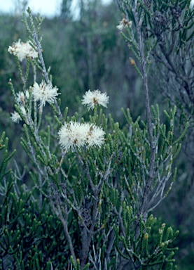 APII jpeg image of Melaleuca thyoides  © contact APII