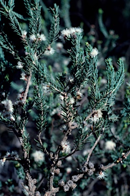 APII jpeg image of Melaleuca brevifolia  © contact APII