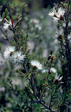 APII jpeg image of Melaleuca pauperiflora subsp. pauperiflora  © contact APII