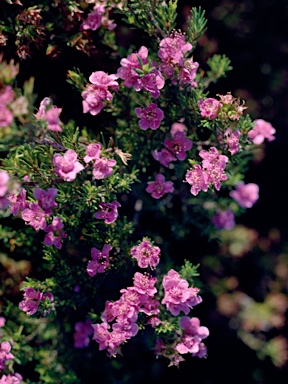 APII jpeg image of Kunzea pauciflora  © contact APII