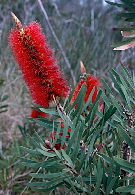 APII jpeg image of Callistemon glaucus  © contact APII