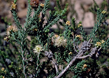 APII jpeg image of Melaleuca bracteosa  © contact APII