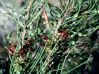 APII jpeg image of Calothamnus preissii  © contact APII