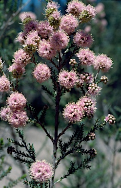 APII jpeg image of Kunzea ciliata  © contact APII