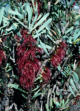 APII jpeg image of Calothamnus planifolius  © contact APII