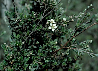 APII jpeg image of Leptospermum brevipes  © contact APII